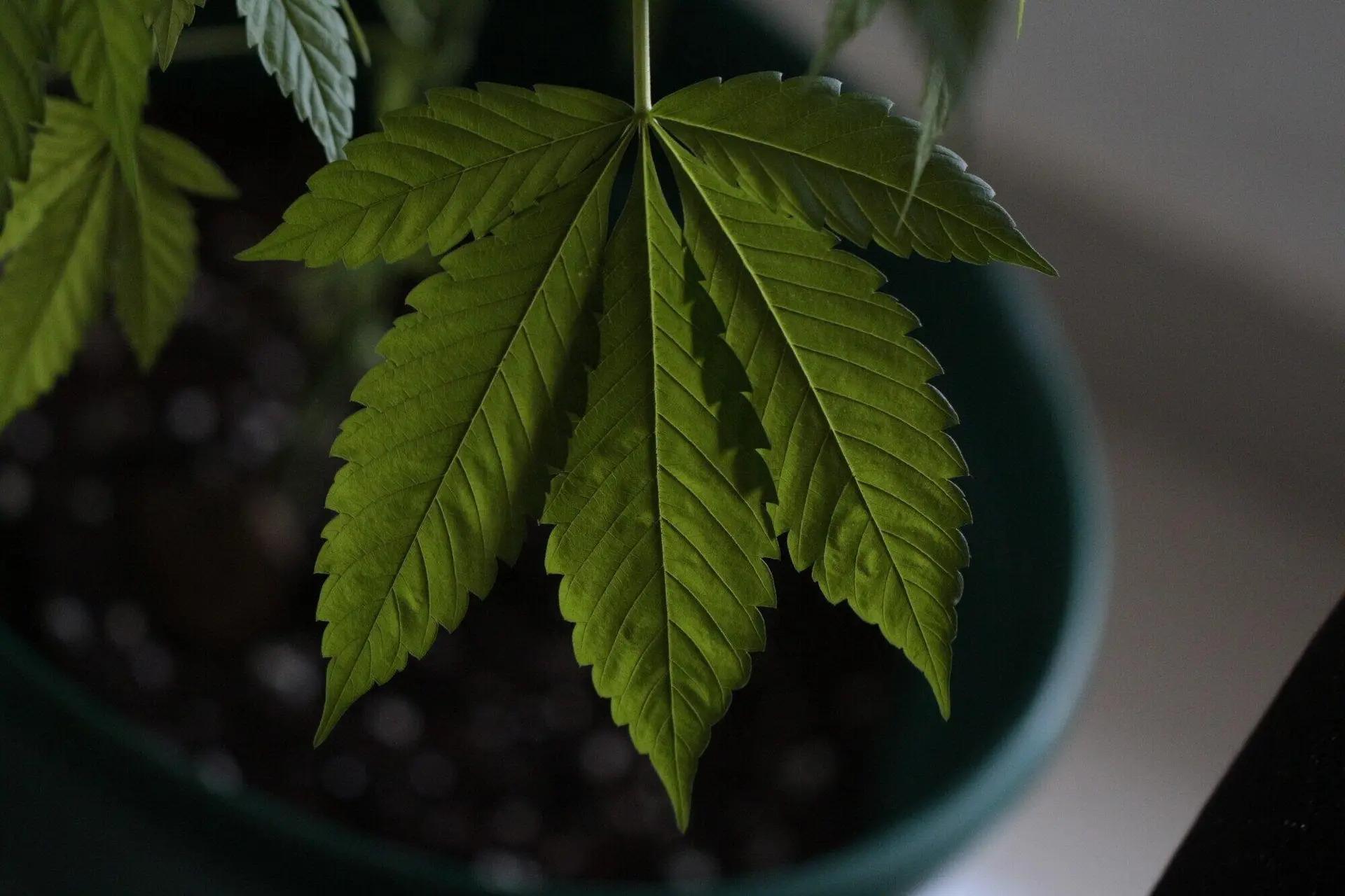 medical marijuana bond