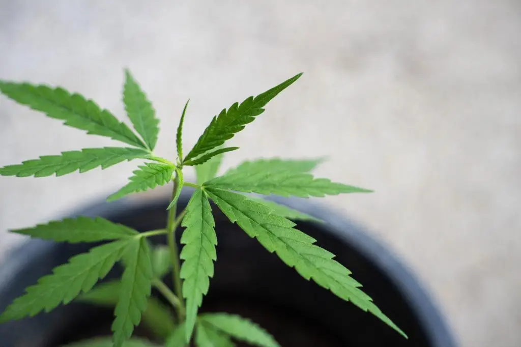 marijuana bail bonds