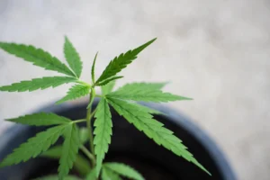 marijuana bail bonds
